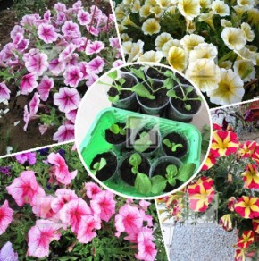 ��� ��������� ��������� �������: ������� ��������� ������