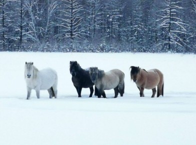 ����� ������� ������������ ����� ������, ������ ������ ����-����� ������