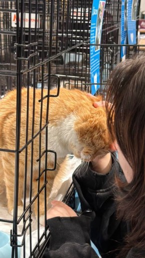 ������� �� 17:00 � �������� ����� �� 4 ����� ������� ������������ ������� �� 4 ����� � ������ ����