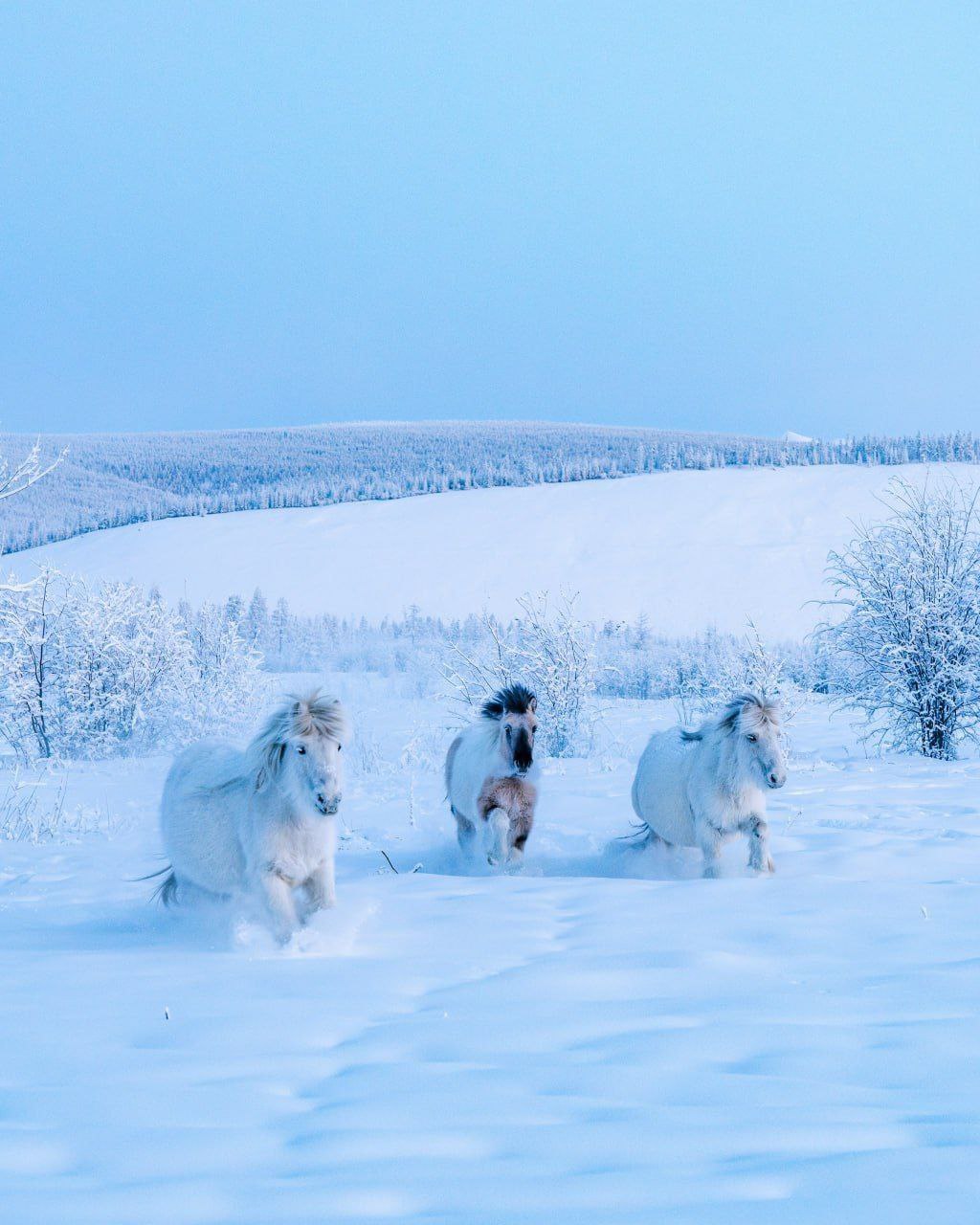 Якутские лошади по праву могут считаться чудом! Якутские лошади по праву могут считаться чудом!