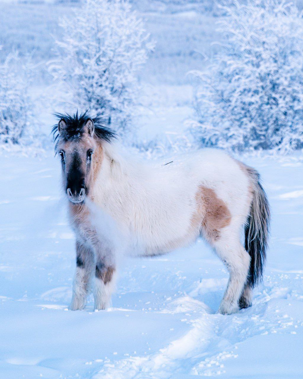 Якутские лошади по праву могут считаться чудом! Якутские лошади по праву могут считаться чудом!