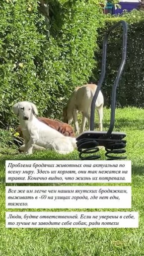 Дина Николаева о собаках на Северном Кипре и в Якутии