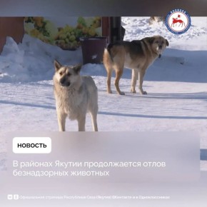 С начала года на территории республики отловлено 447 собак без владельцев