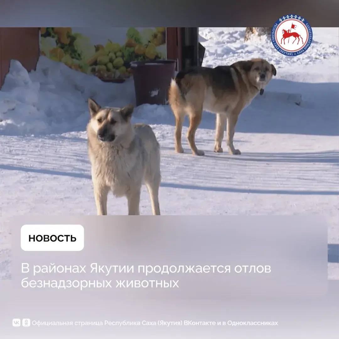 С начала года на территории республики отловлено 447 собак без владельцев