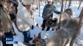 В окрестностях Якутска развернулся настоящий праздник Севера - День священного оленя
