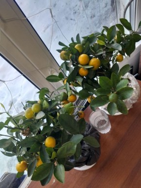 � ������� ����� �� ����������� ������ ���� ���������