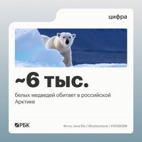 В Арктической зоне России численность белых медведей составляет около 6 тыс