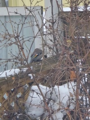 Бгн Сунтаар сэлиэнньэтин олохтоохторо Ивановтар тэлгээлэригэр ырыаыт чыычаах - свиристель ыалдьыттаабыт