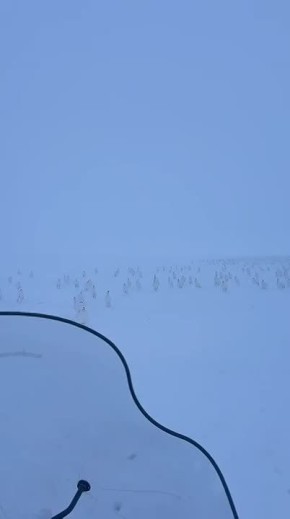 «Вы наверняка ещё не видели столько зайцев одновременно!»