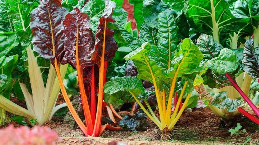 Мангольд: от выращивания до вкусных блюд на вашей тарелке