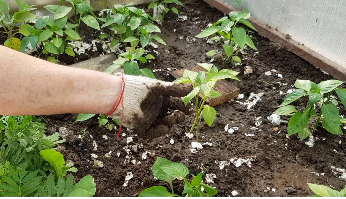 Доступные секреты: три бюджетных удобрения для вашего сада