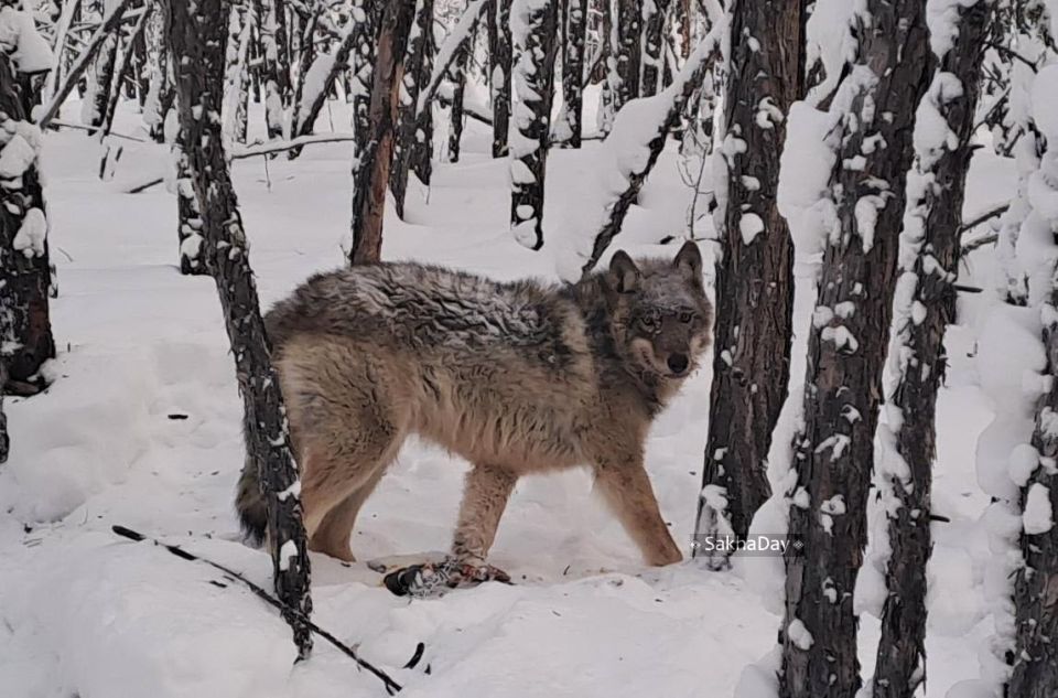 � ������� ���� ����� �������� � ������ �������� 2495 �������� ������, 51 ������� � 14 �����