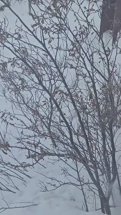 #���������������: ������ ����������� ������ �������� ��������� � ���� ��������