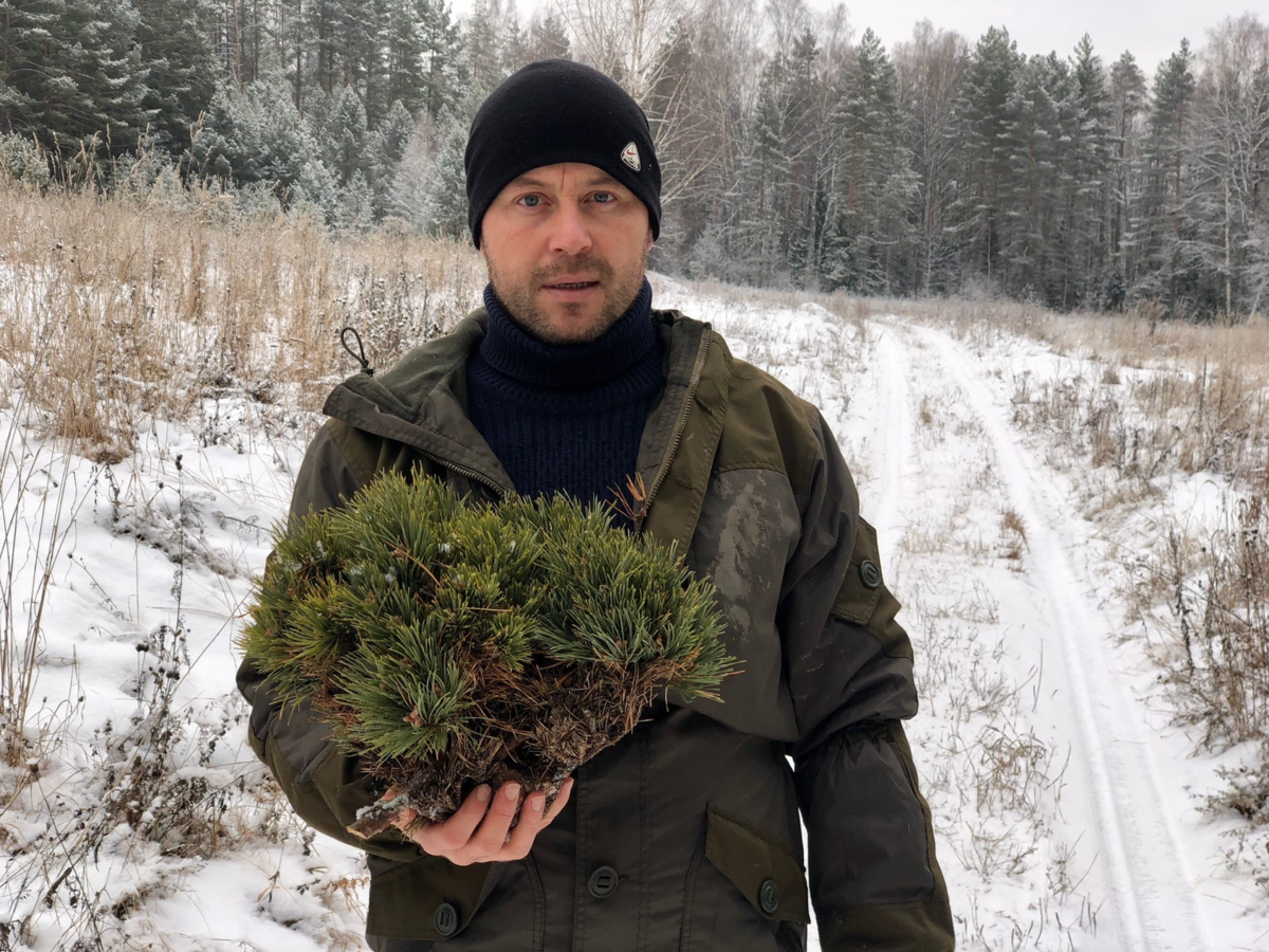 Экзотические хвойные на Урале: удивительный питомник Александра Русинова