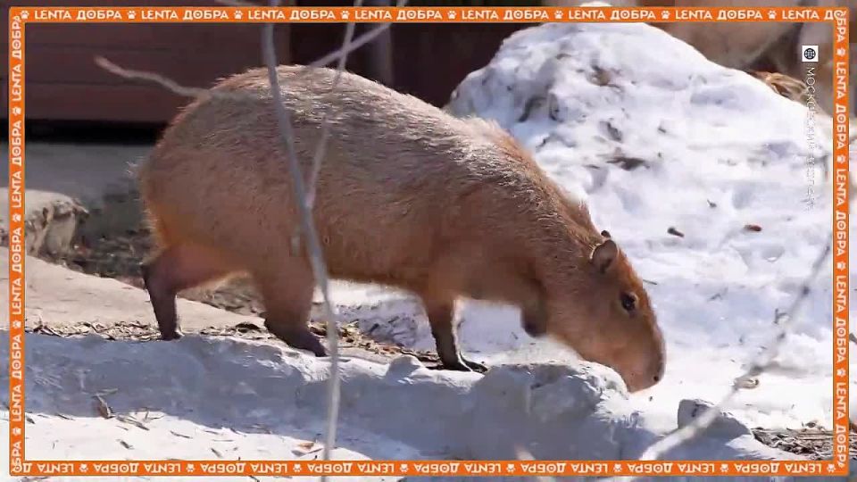 #���������������: � ���������� �������� �� ����� ��������� ��������