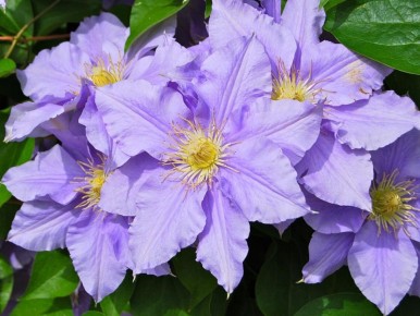 ��� ������ ��������: ���������������� ������ ��������� � �� �����������