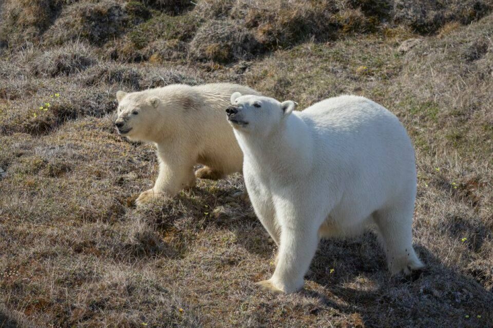 ��������� � ���������� ������� ������ ��������� �������� � �������� ���������� �������� ������