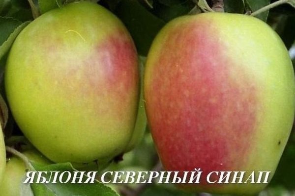 Яблоня с морозостойким характером: все о Синапе северном