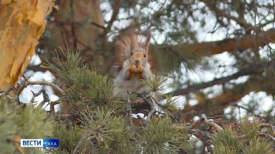 ������� ������ � ������ �� 6 ������