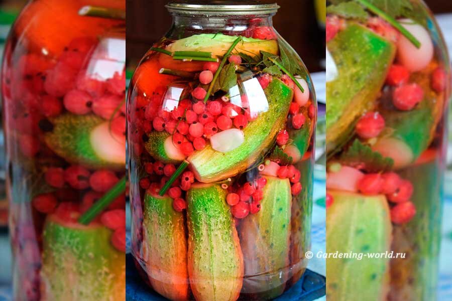 Неповторимые маринованные огурцы с красной смородиной: новинка для вашего стола