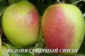 Яблоня с морозостойким характером: все о Синапе северном