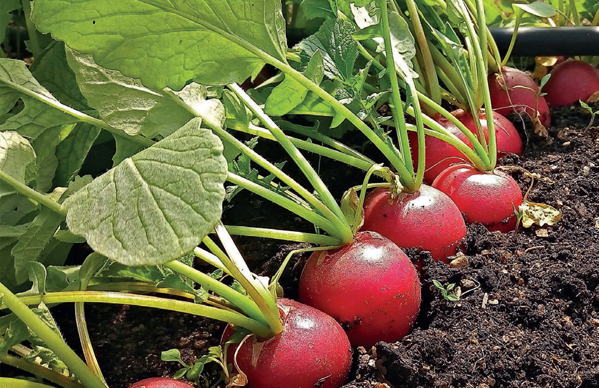 Как вырастить ранний редис: секреты успешного урожая