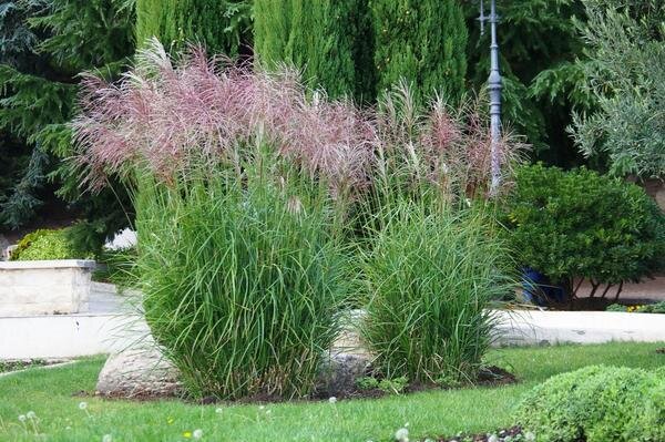 Высокие многолетники: как создать цветник с впечатляющими доминантами