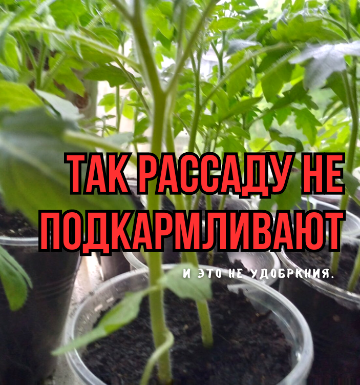Не все удобрения полезны: три мифа о подкормках для рассады