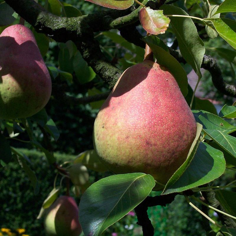 ��� ������������� ���������� ������ ����: �������� ������� �����