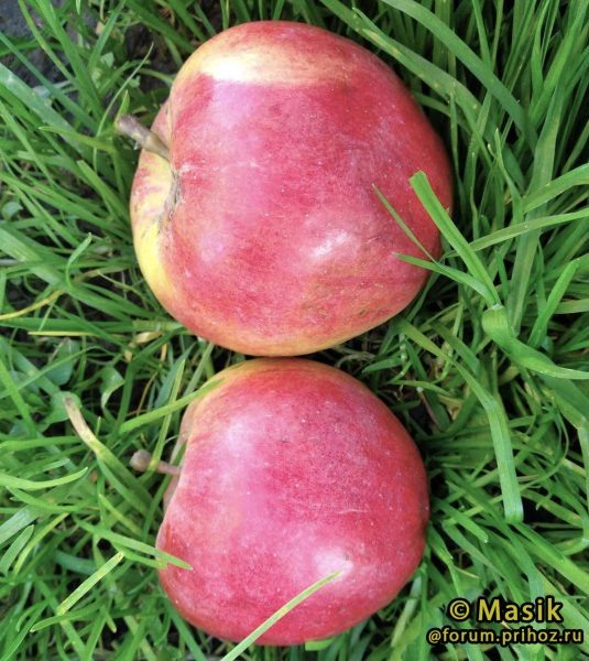 Яблоня Свит 16: сладость и морозостойкость в одном фрукте