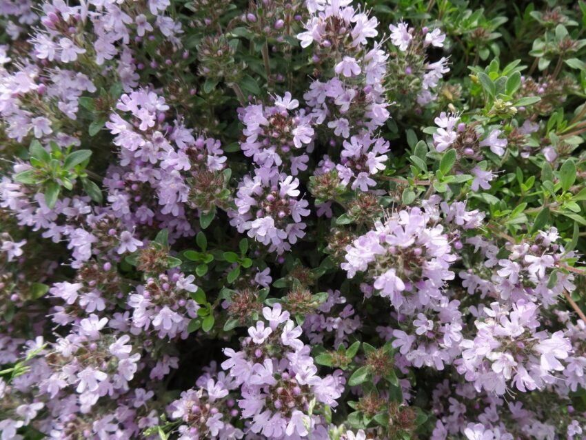 ������ ��������: ������ ������� � ����� ����