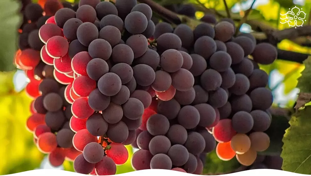 Почему виноград становится популярным на севере?