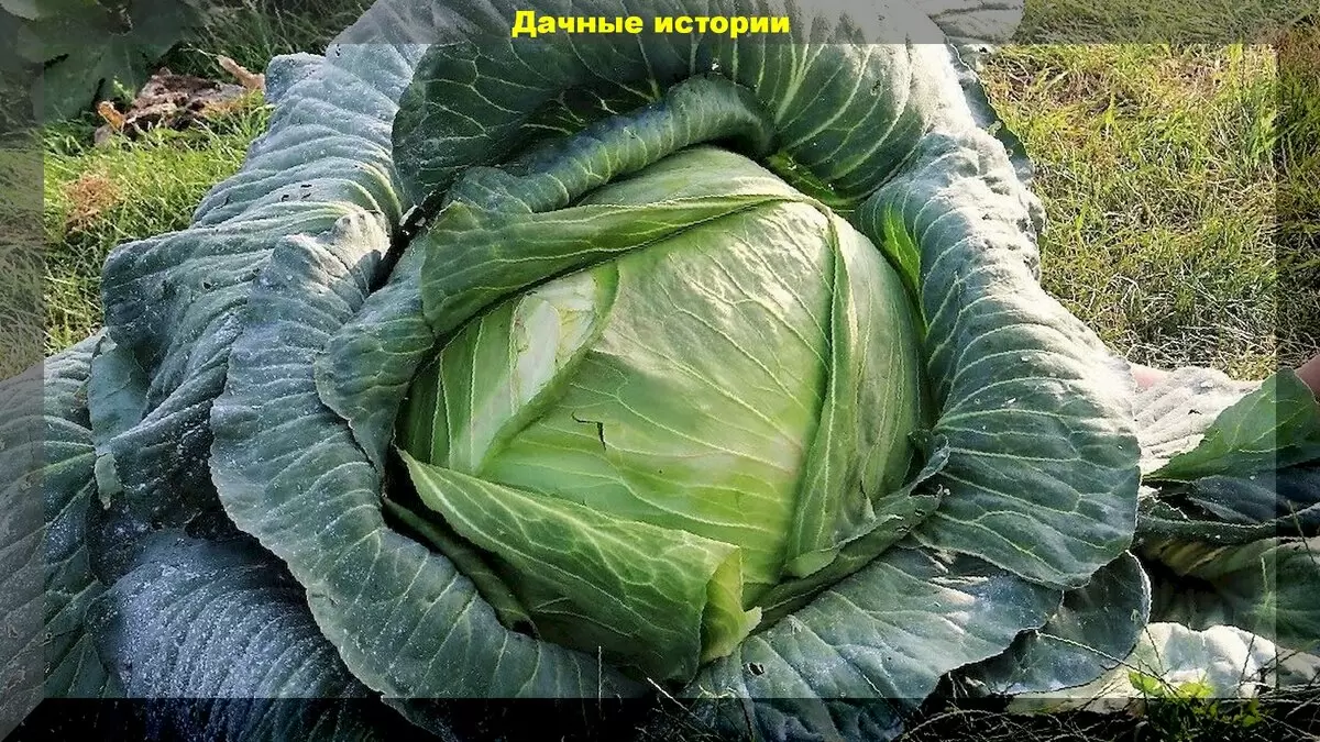 Как вырастить идеальную капусту: практические советы для дачников