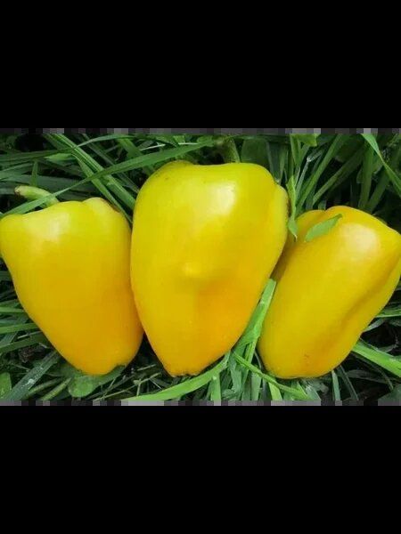 ����� ������: ��� �������� ���������� ������ ������� �����