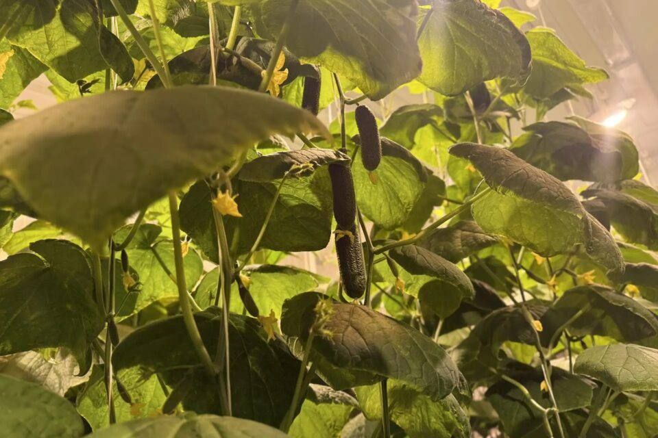 ����� ������ ������ ������ ������� � ����������� �������