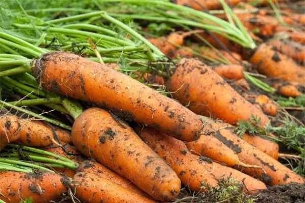 ������� �������: ��� ��������� ������� ������ ��� ������ ������