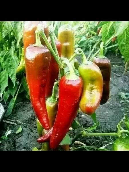 Перец Иван-да-Марья: уникальный внешний вид и щедрые урожаи