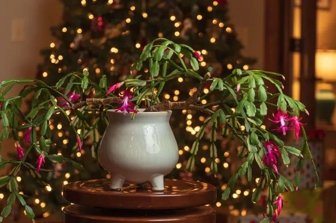 ������ ��� ��������� �� ������: ������� � �������