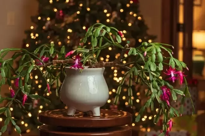 Почему ваш декабрист не цветет: причины и решения