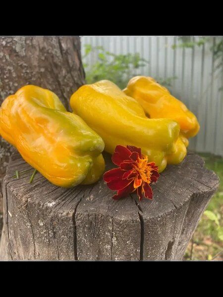 ������ ������: ��������� ������ ������ �������� ����� ��� ������ �������