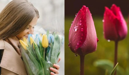 8 секретов, как сохранить тюльпаны свежими и яркими дольше