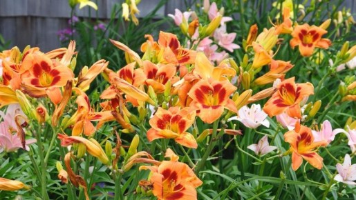 Удивительный мир лилейников: как сделать ваш сад ярче