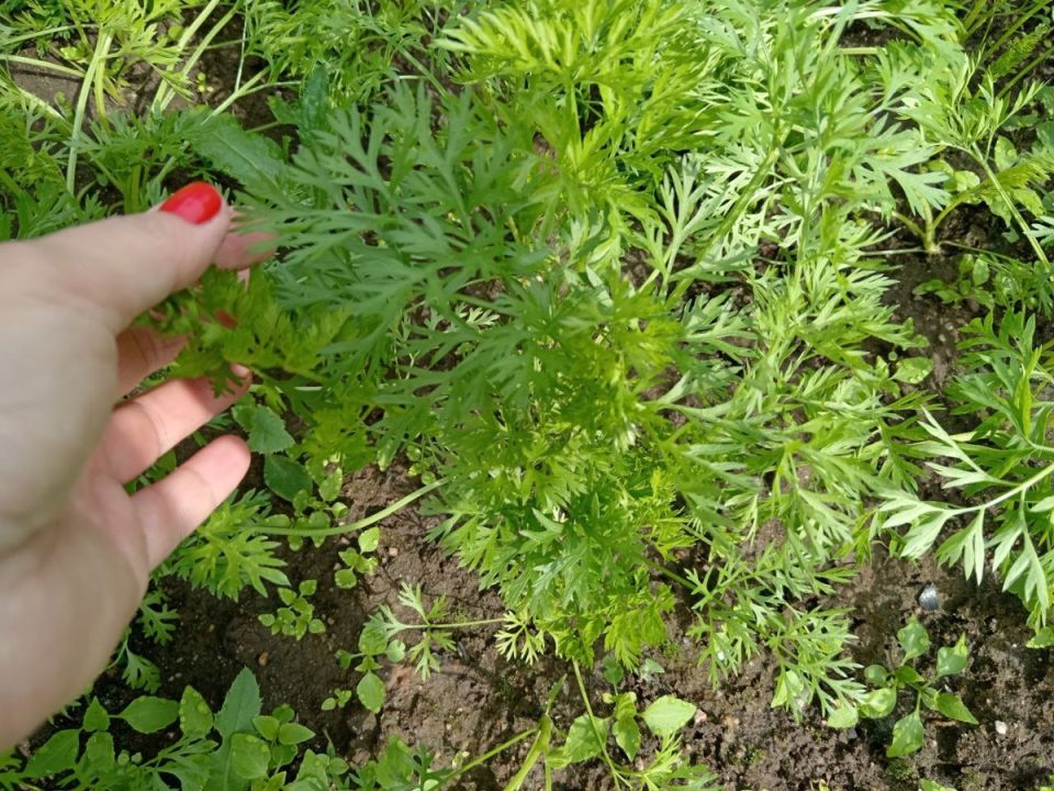 ��� ��������� ��������� �� �������� � ����