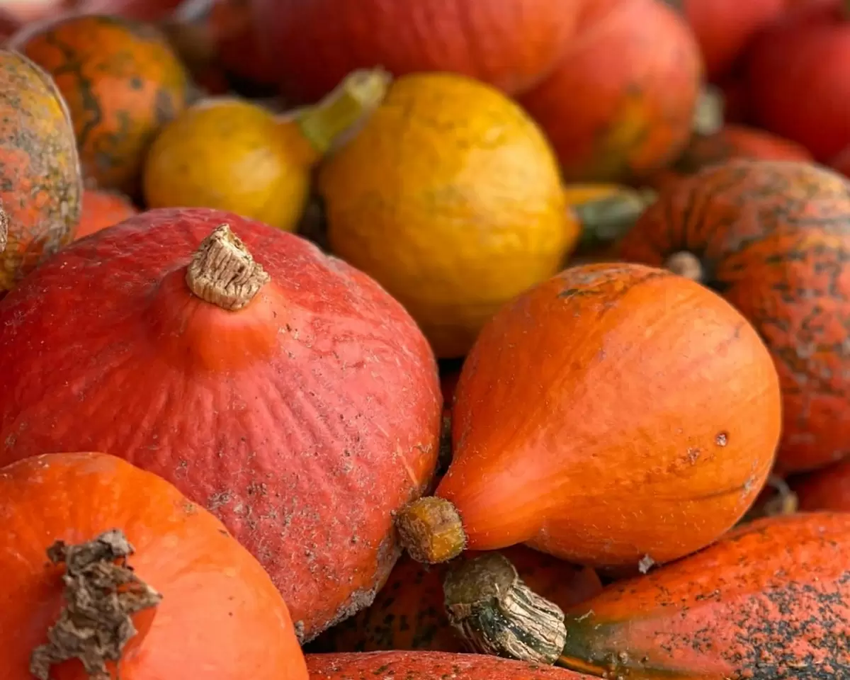 Кто и как выращивает вашу еду?