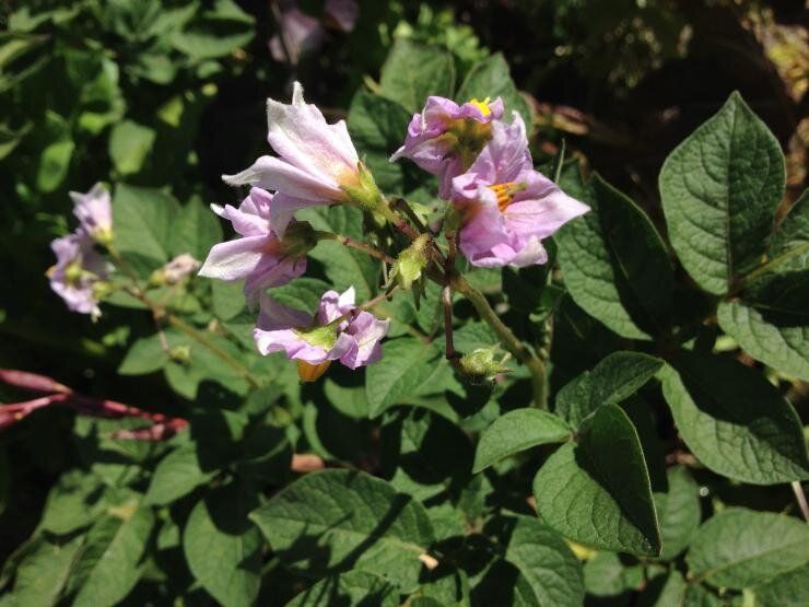 ��� �������� ��������� �� �������, ��������� � ��������������