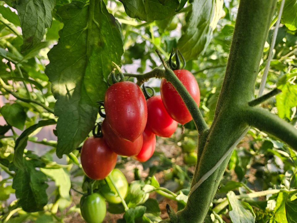 ����� ��������� ������: ��� �������� ����������� ��� �����, ������� � �������