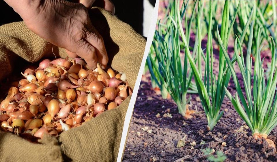 ��� ������� ��������� ����������� ��� ����� ��� ������� ����