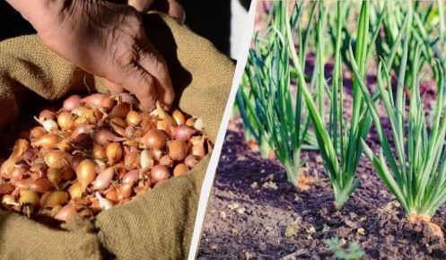 Как выбрать идеальные ингредиенты для лунки при посадке лука