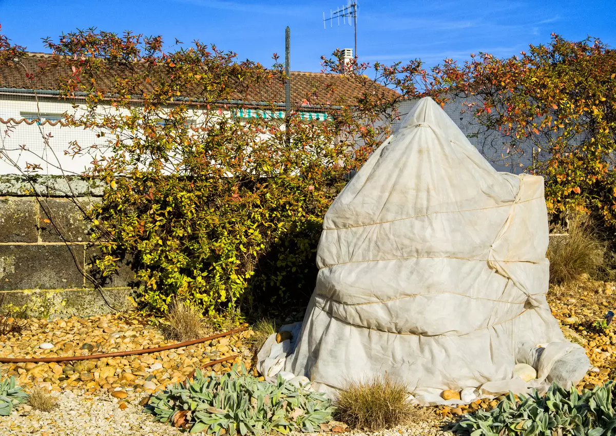 Как укрыть сад зимой и сохранить зелень на участке