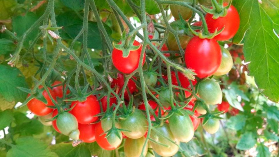 ��������� ����� �������: ��� ������� ��� ��������� ������� ������